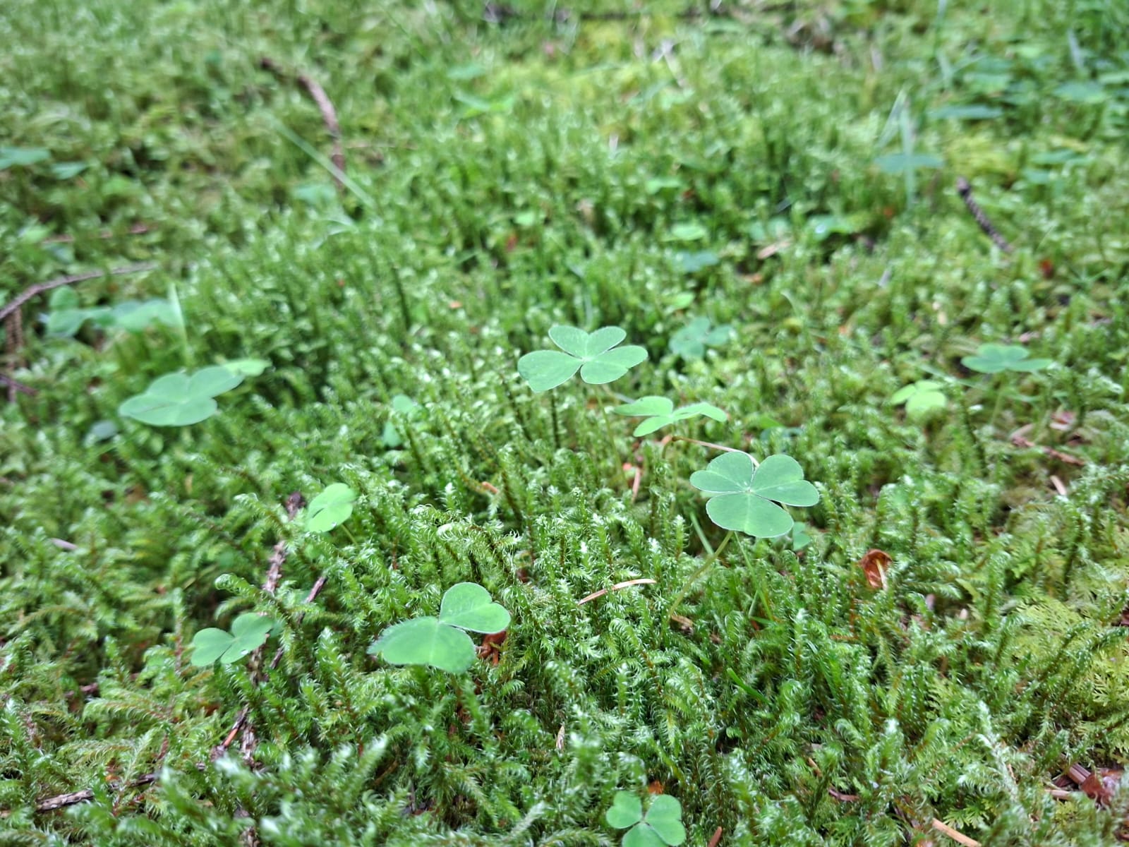 The History of the Irish Shamrock