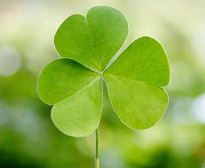 Ireland’s Relationship with the Shamrock