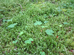 The History of the Irish Shamrock